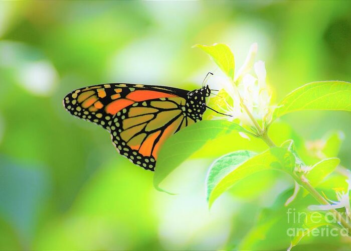 Butterflies Greeting Card featuring the photograph Poka Dots by Merle Grenz