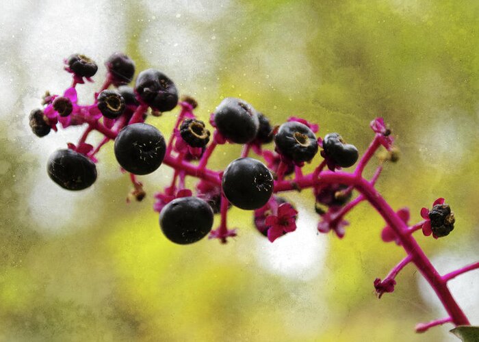 Pokeweed Greeting Card featuring the photograph Pokeweed by Shawna Rowe