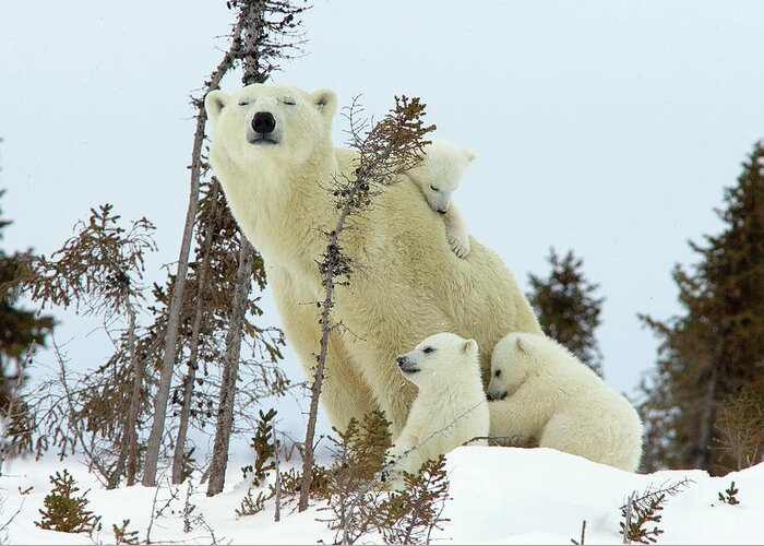 006101009 Greeting Card featuring the photograph Polar Bear Mom and Cubs by Matthias Breiter