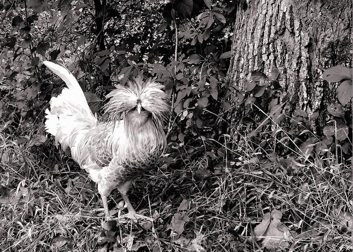 Polish Crested Chicken Greeting Card featuring the photograph Polish Crested Chicken by Susan Maxwell Schmidt