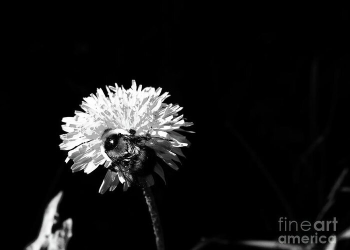Bee Greeting Card featuring the photograph Pollination Time BW.001 by Jor Cop Images