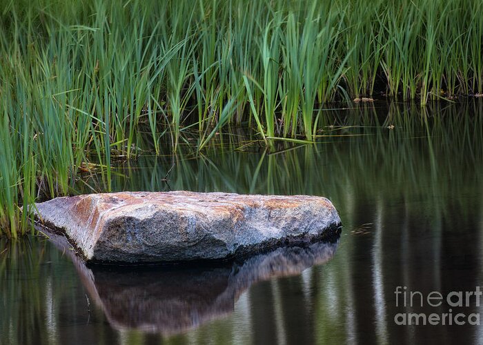Pond Greeting Card featuring the photograph Pond by Anthony Michael Bonafede