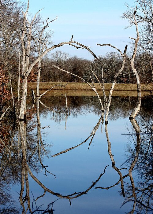 Nature Greeting Card featuring the photograph Pond Reflection by Sheila Brown