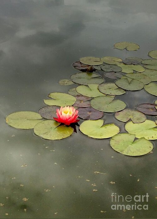 Water Lily Greeting Card featuring the photograph Pond Reflections and Water Lily by Anita Adams