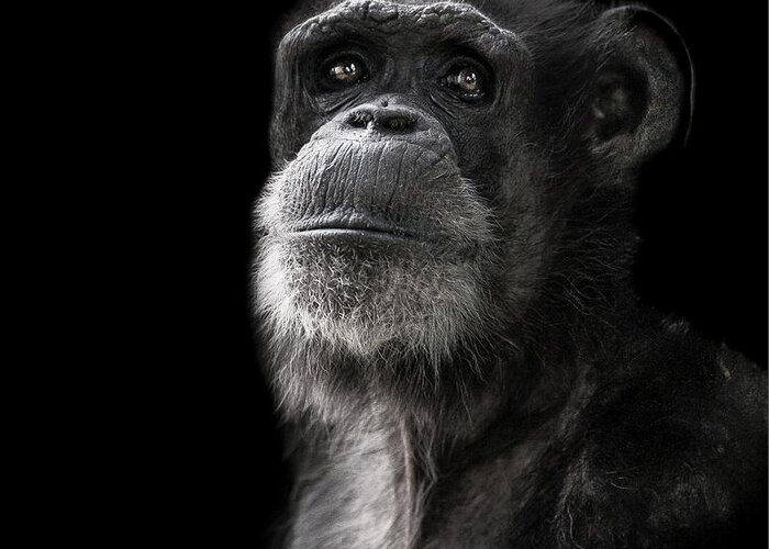 Chimpanzee Greeting Card featuring the photograph Ponder by Paul Neville