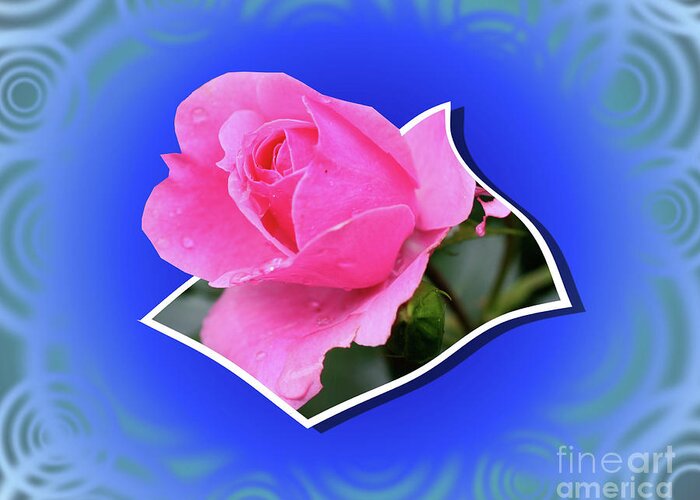 Flower Greeting Card featuring the photograph Pop Out Rosebud by Smilin Eyes Treasures
