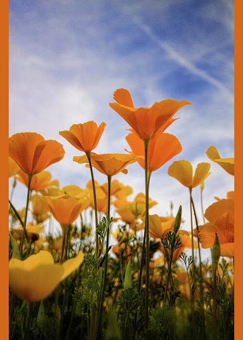 Poppies Greeting Card featuring the photograph Poppies Are A Poppin' by Saija Lehtonen