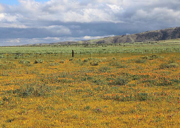 Poppies Field In Antelope Valley Greeting Card featuring the photograph Poppies Field In Antelope Valley by Viktor Savchenko