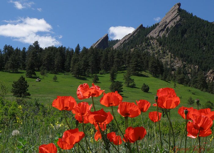 Flowers Poppies Flatirons Spring Boulder Colorado Chautauqua Beauty Greeting Card featuring the photograph Poppies Flatirons by George Tuffy