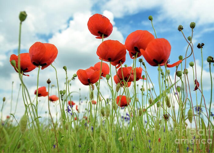 Poppy Greeting Card featuring the photograph Poppies in field by Jelena Jovanovic