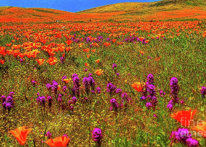Wild Flowers Greeting Card featuring the photograph Poppies by Mark Jackson