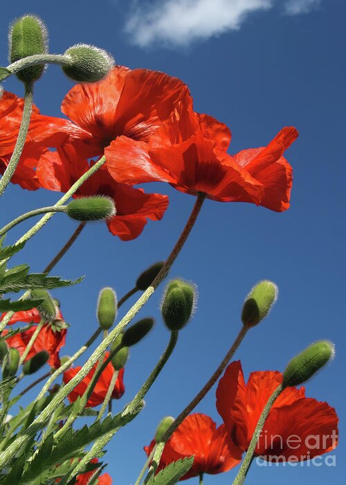 Flower Greeting Card featuring the photograph Poppies to the Sky in Quakertown PA by Anna Lisa Yoder