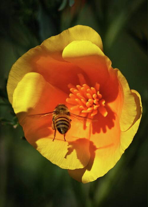 California Greeting Card featuring the photograph Poppy and Bee by Carl Jackson