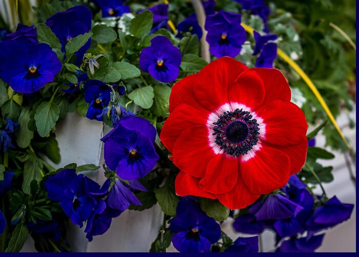 Poppy Greeting Card featuring the photograph Poppy and Pansies by Susie Weaver