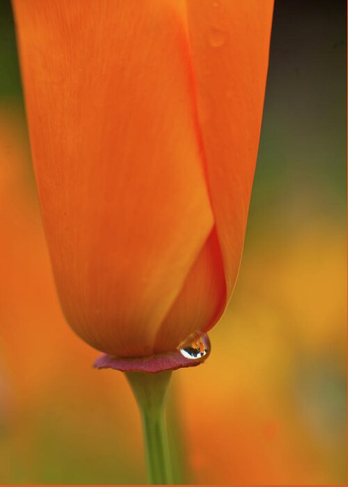 Poppy Greeting Card featuring the photograph Poppy Dewdrop by Mike Reid