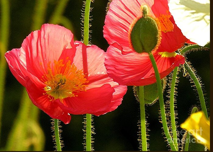 Poppy Greeting Card featuring the photograph Poppy by Diane Lesser