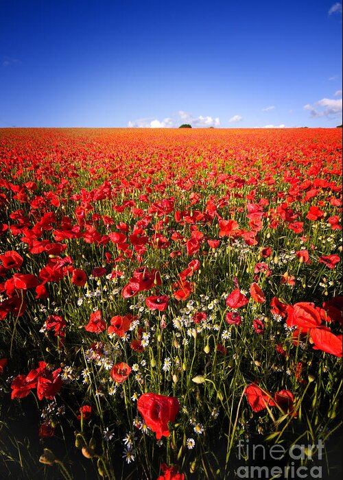 Beautiful Greeting Card featuring the photograph Poppy Field by Meirion Matthias