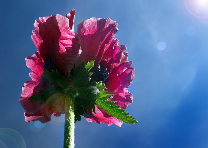 Back Side Of Flowers Greeting Card featuring the photograph Poppy in the Sun by David T Wilkinson