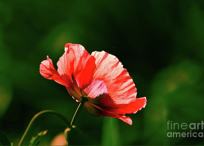 Linda Cox Greeting Card featuring the photograph Poppy by Linda Cox