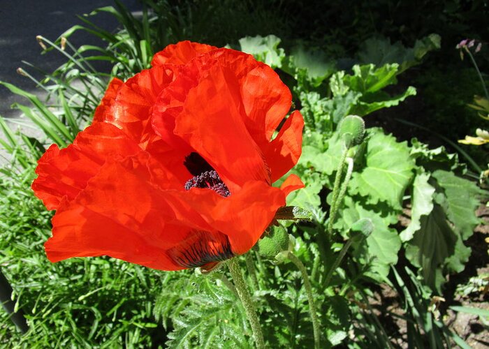 Poppy Greeting Card featuring the photograph Poppy Love by Rosita Larsson