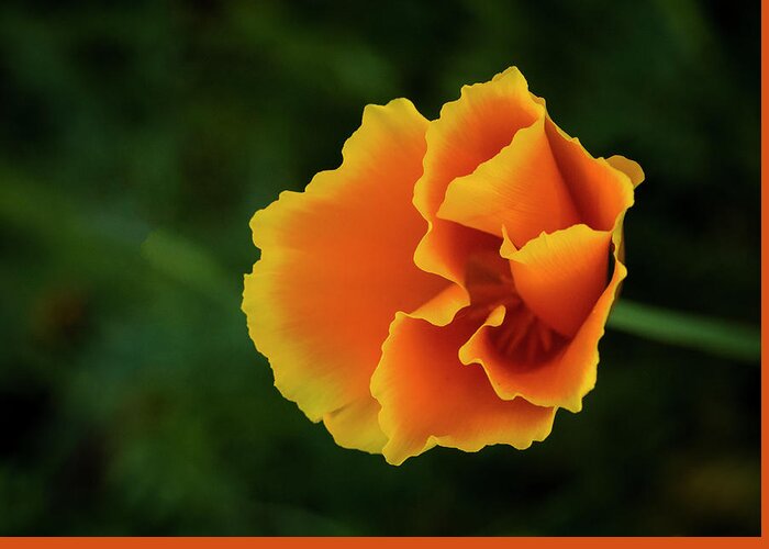 Nature Greeting Card featuring the photograph Poppy Orange by Steven Clark