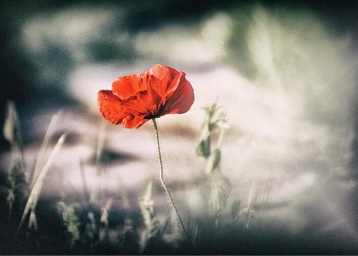 Poppy Greeting Card featuring the photograph Poppy Stories 2 by Jaroslav Buna
