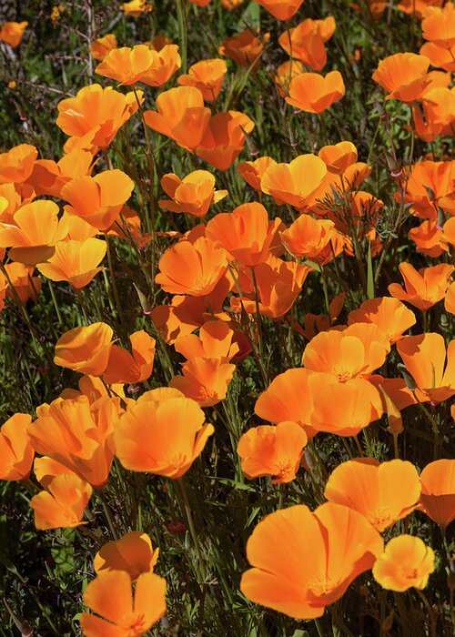 Poppies Greeting Card featuring the photograph Poppy Superbloom Close Up by Cliff Wassmann