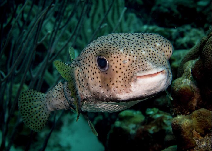 Bonaire Greeting Card featuring the photograph Porcupine Fish by Jean Noren