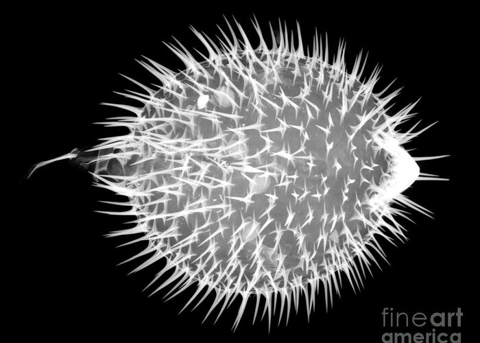 Xray Greeting Card featuring the photograph Porcupine Puffer by Ted Kinsman
