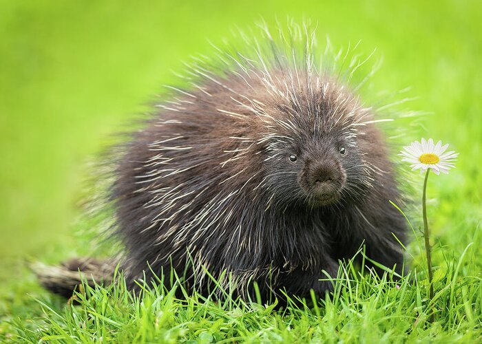 Canada Greeting Card featuring the photograph Porcupine by Tracy Munson