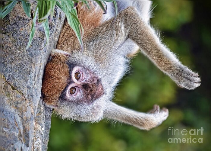 Patas Monkey Greeting Card featuring the photograph Portrait of a Baby Patas Monkey Hanging Upside Down by Jim Fitzpatrick