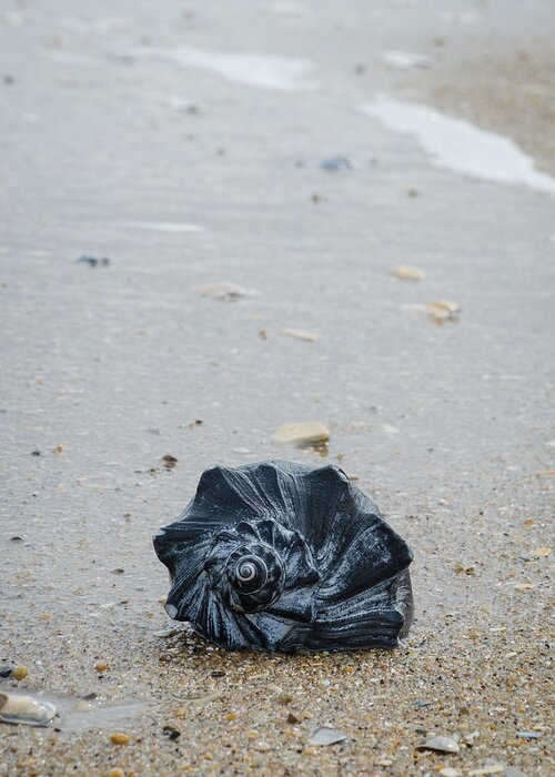 Beach Greeting Card featuring the photograph Portrait of a Black Shell by Cyndi Goetcheus Sarfan