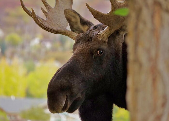Moose Greeting Card featuring the photograph Portrait of a Bull Moose by Matt Helm