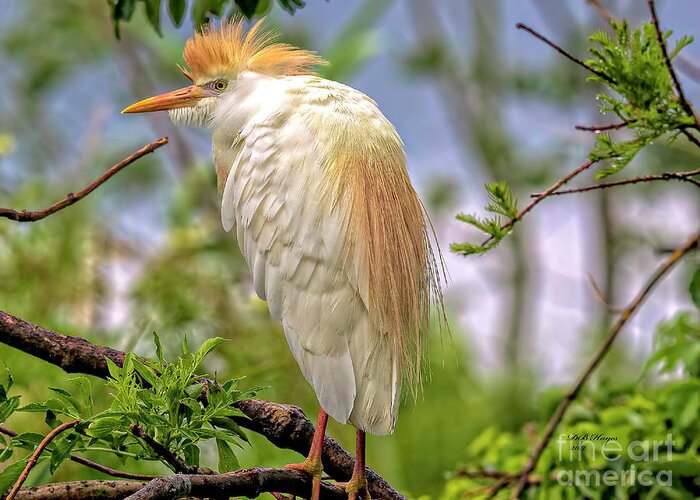Egrets Greeting Card featuring the photograph Portrait of a Cattle Egret by DB Hayes