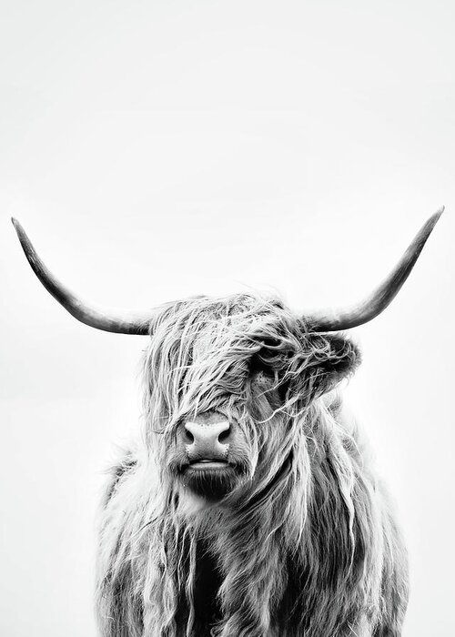 Animals Greeting Card featuring the photograph Portrait Of A Highland Cow - Vertical Orientation by Dorit Fuhg