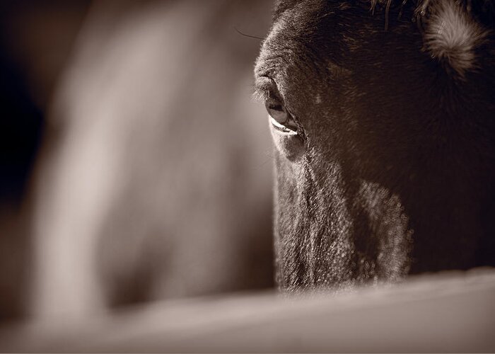 Horse Greeting Card featuring the photograph Portrait of a Horse Kentucky by Steve Gadomski