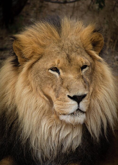 Animal Greeting Card featuring the photograph Portrait of a King by Teresa Wilson