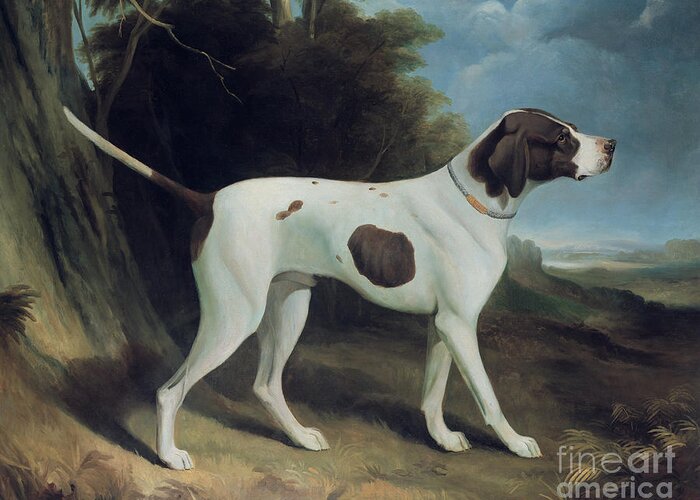 Dog Greeting Card featuring the painting Portrait of a liver and white pointer by George Garrard