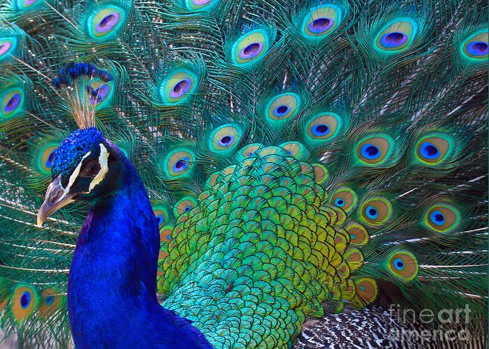 Peacock Greeting Card featuring the photograph Portrait of a Peacock by Roger Becker