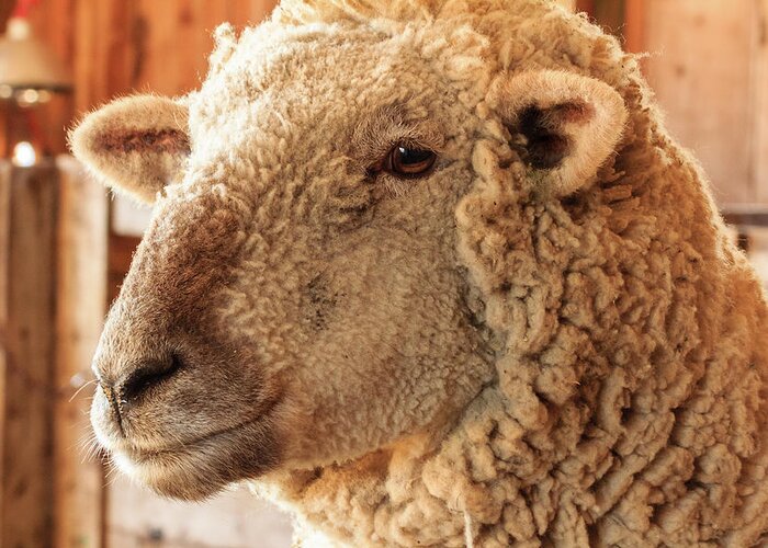 Farm Greeting Card featuring the photograph Portrait of a Southdown Sheep by Joni Eskridge