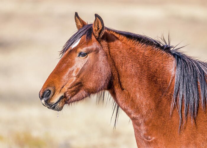 Mustangs Greeting Card featuring the photograph Portrait of A Wild Mustang by Scott Law
