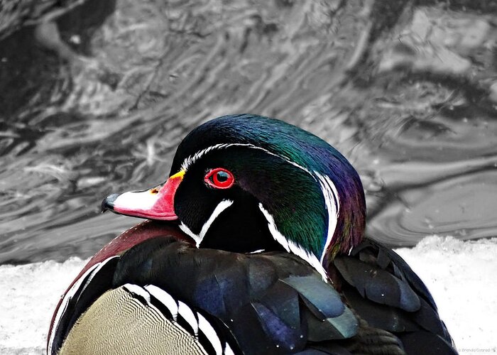 Portrait Of A Wood Duck Greeting Card featuring the photograph Portrait of a Wood Duck by Dark Whimsy