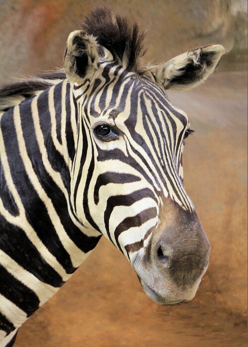 Animal Greeting Card featuring the photograph Portrait of a Zebra by Rosalie Scanlon