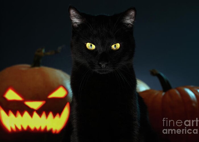 Portrait Greeting Card featuring the photograph Portrait of Black Cat with pumpkin on Halloween by Sergey Taran