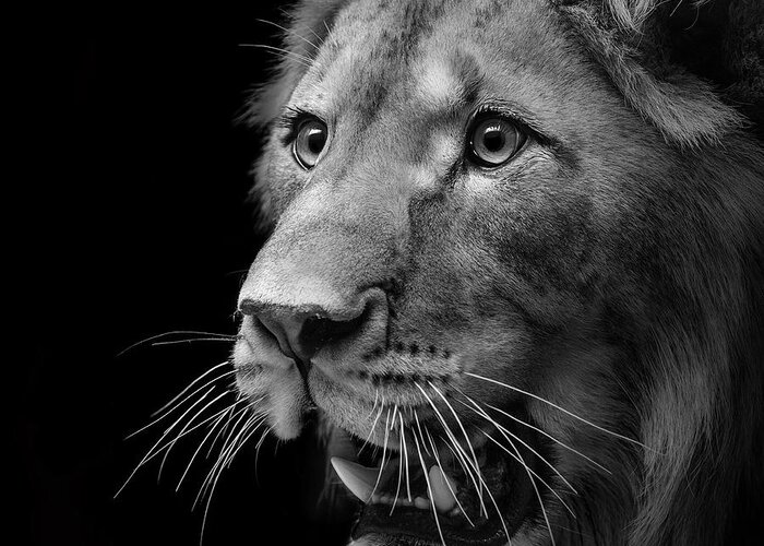 Lion Greeting Card featuring the photograph Portrait of Lion in black and white II by Lukas Holas
