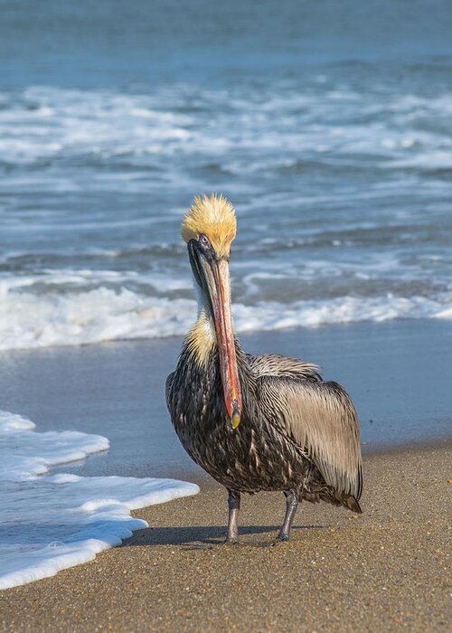 Outer Banks Greeting Card featuring the photograph Portrait of the Avalon Pelican by Cyndi Goetcheus Sarfan