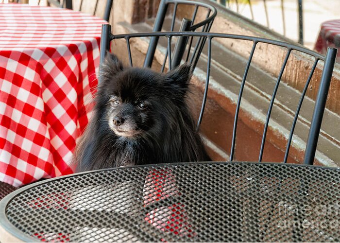  Dog Greeting Card featuring the photograph Portrait-Waiting for Lunch 2 by Kathleen K Parker