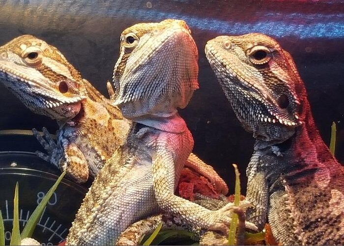 Reptiles Greeting Card featuring the photograph Posers at the Pet Store by Dani McEvoy