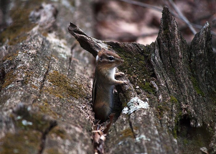 Wildlife Greeting Card featuring the photograph Posing #1 by Jeff Severson