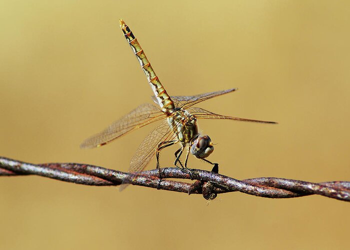 Dragonfly Greeting Card featuring the photograph Posing For a picture by Abram House